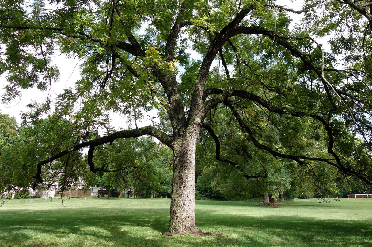 Black Walnut - Juglans nigra - Brisbane Plant Nursery