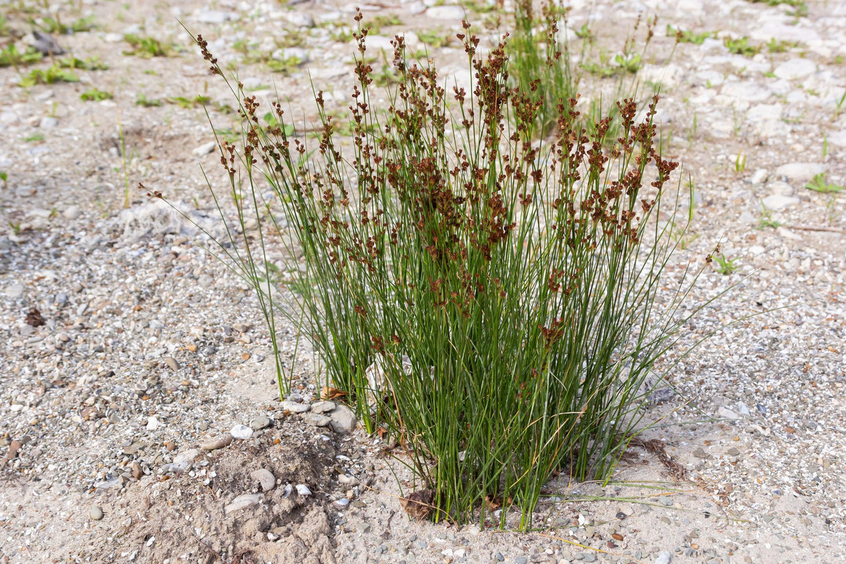 Common Rush - Juncus usitatus 'Common Rush' - Brisbane Plant Nursery