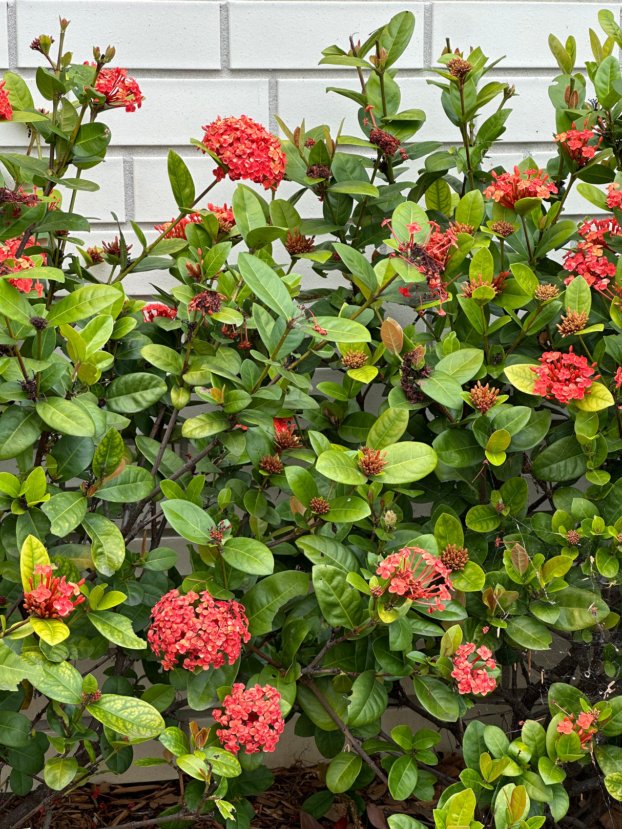 Compact Orange Ixora - Ixora chinensis 'Compact Orange'