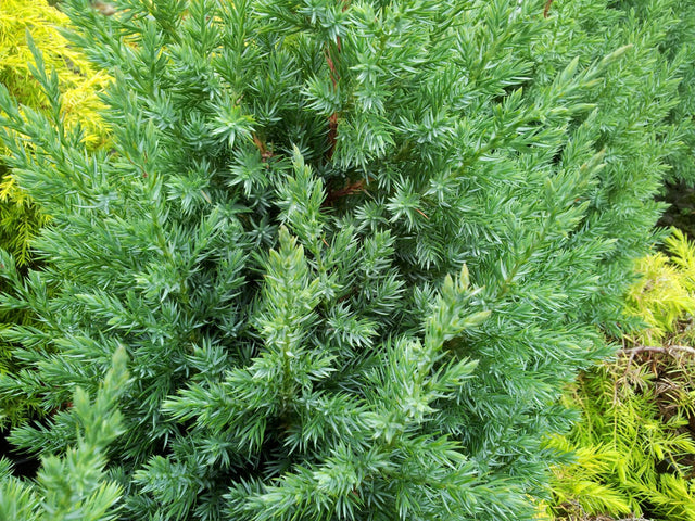 Pyramidalis Juniper - Juniperus chinensis 'Pyramidalis' - Brisbane Plant Nursery