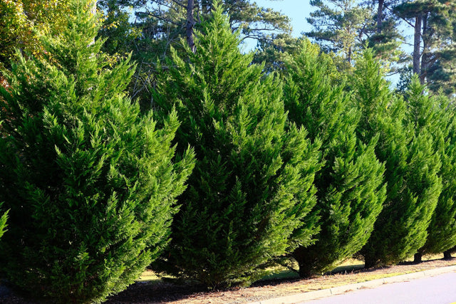 Spartan Juniper - Juniperus chinensis 'Spartan' - Brisbane Plant Nursery