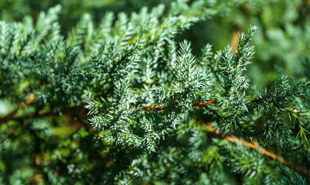 Blue Forest Juniper - Juniperus horizontalis 'Blue Forest' - Brisbane Plant Nursery