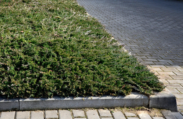 Glauca Juniper - Juniperus horizontalis 'Glauca' - Brisbane Plant Nursery