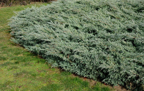 Grey Owl Juniper - Juniperus virginiana 'Grey Owl' - Brisbane Plant Nursery