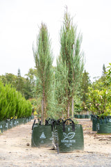 Skyrocket Juniper - Juniperus virginiana 'Skyrocket' - Brisbane Plant Nursery