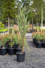 Skyrocket Juniper - Juniperus virginiana 'Skyrocket' - Brisbane Plant Nursery