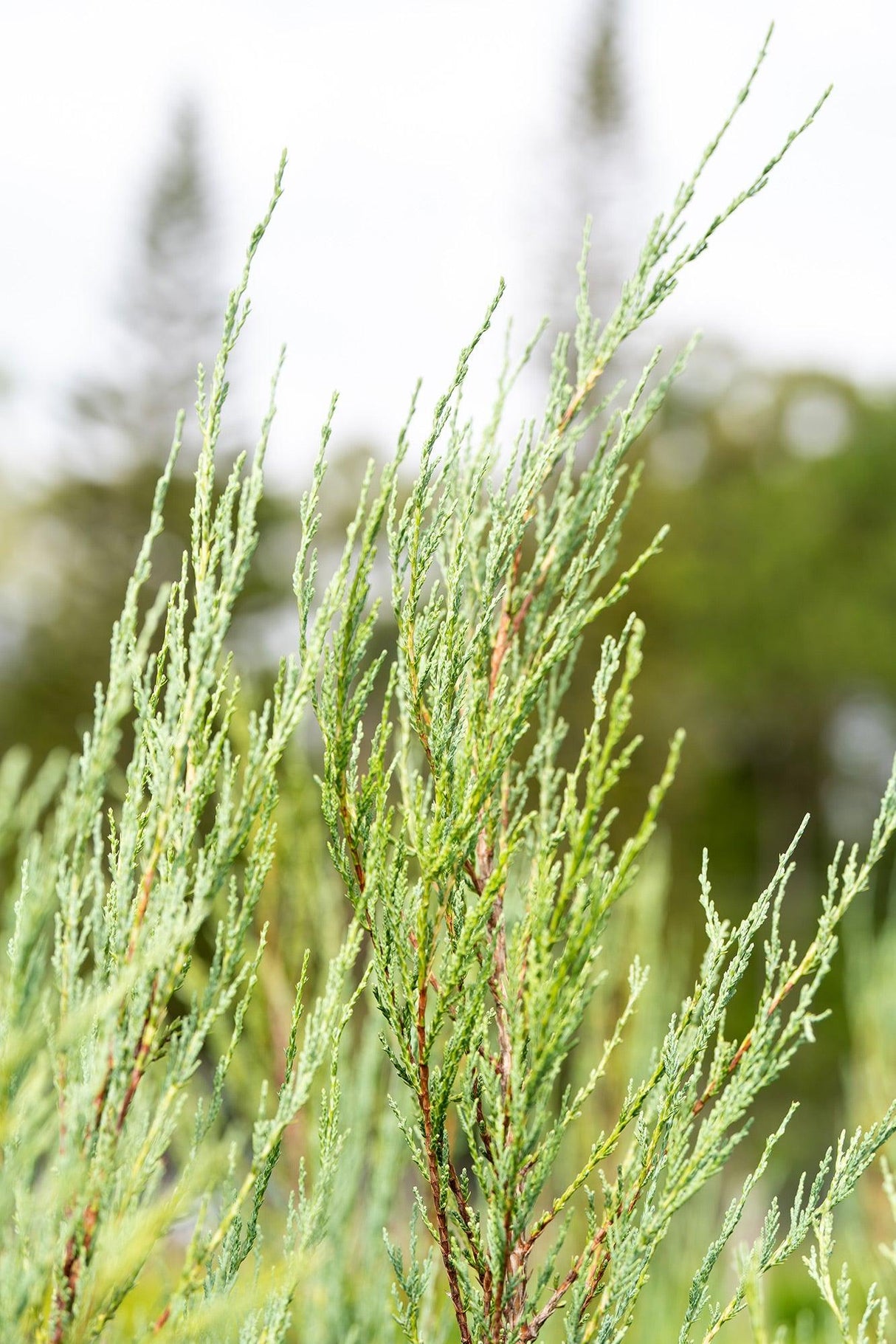 Skyrocket Juniper - Juniperus virginiana 'Skyrocket' - Brisbane Plant Nursery