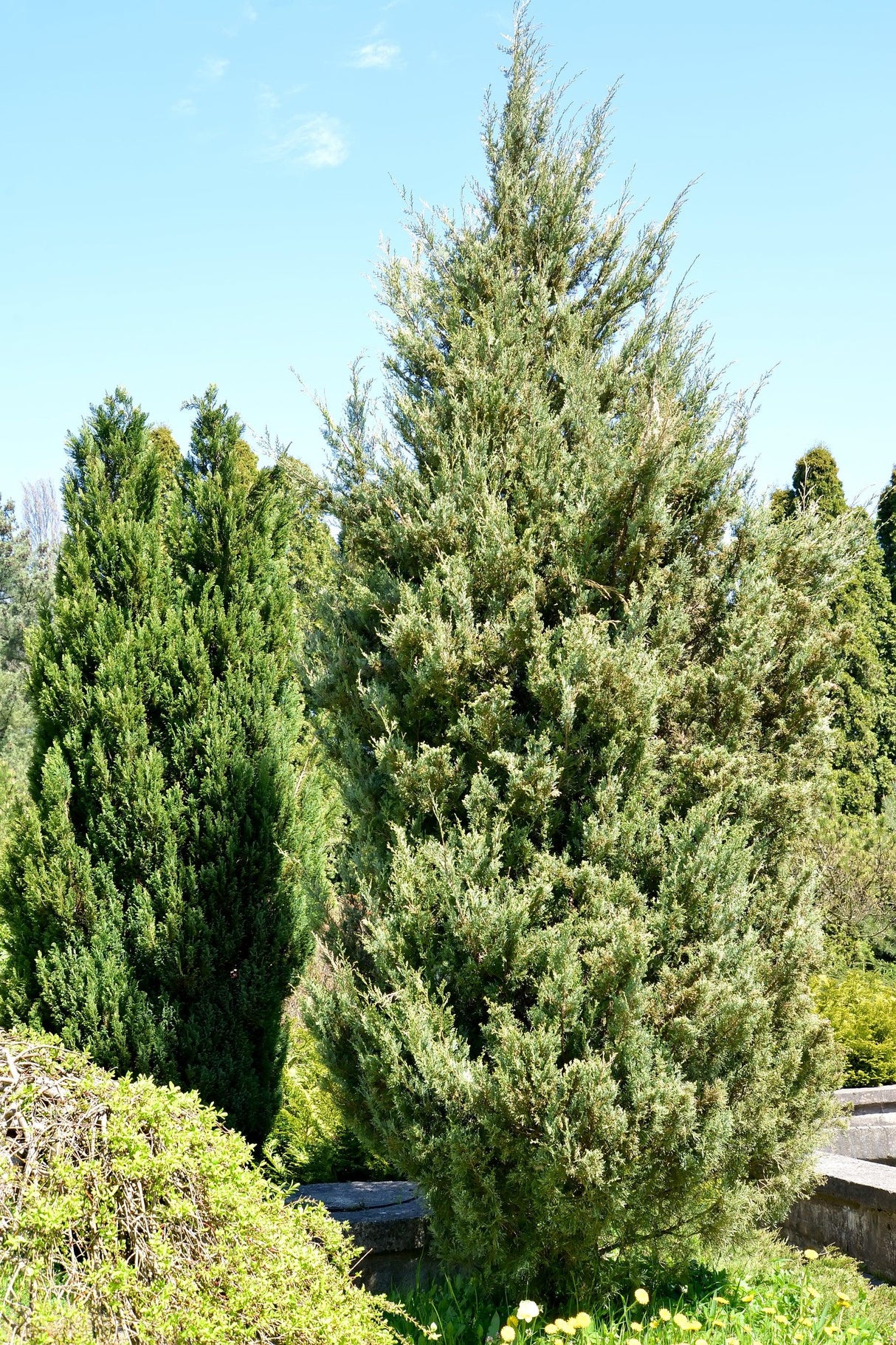 Skyrocket Juniper - Juniperus virginiana 'Skyrocket' - Brisbane Plant Nursery