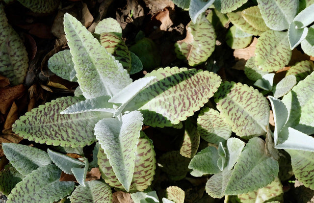 Striped Kalanchoe - Kalanchoe humilis - Brisbane Plant Nursery