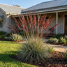 Kangaroo Grass