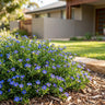 Kangaroo Lobelia