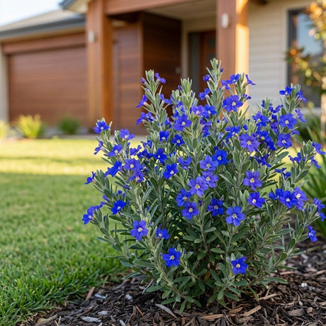 Kangaroo Lobelia (Dampiera linearis)
