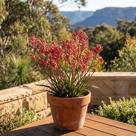 The kangaroo paw - Anigozanthos Bush Coral, displaying vivid coral-red flowers, sits outdoors on a wooden table with trees and mountains in the background.