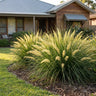 Katrinus Deluxe Lomandra