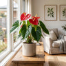 King of Hearts Anthurium