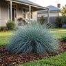 Kingsdale™ Tussock Grass