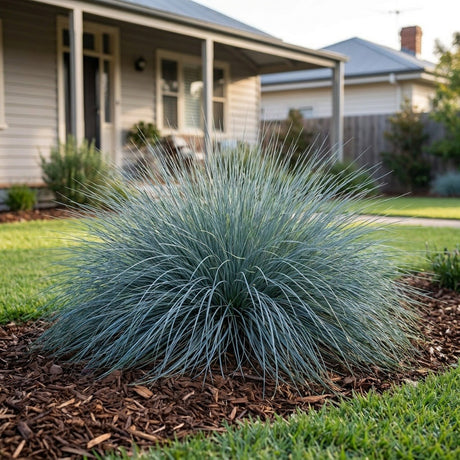Kingsdale Tussock Grass (Poa poiformis)