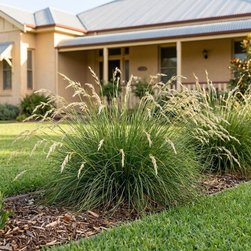 Kneed Wallaby Grass (Rytidosperma geniculatum)