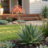 Lace Aloe