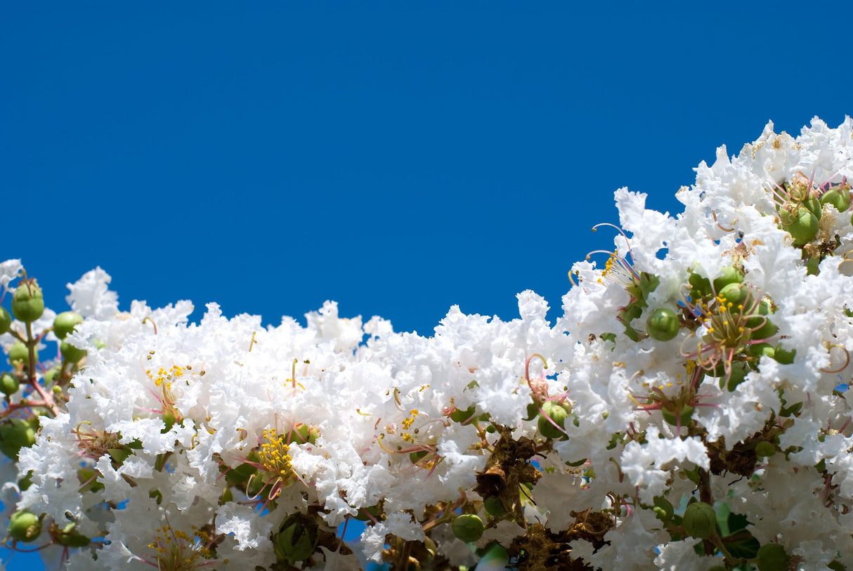 Diamonds in the Dark Pure White Crepe Myrtle - Lagerstroemia 'Diamonds in the Dark Pure White' - Brisbane Plant Nursery