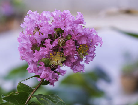 Diamonds in the Dark Purely Purple Crepe Myrtle - Lagerstroemia 'Diamonds in the Dark Purely Purple' - Brisbane Plant Nursery