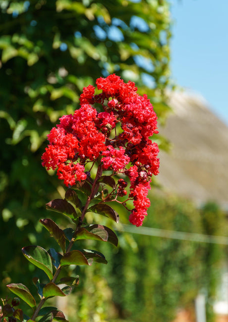 Diamonds in the Dark Red Hot Crepe Myrtle - Lagerstroemia 'Diamonds in the Dark Red Hot' - Brisbane Plant Nursery