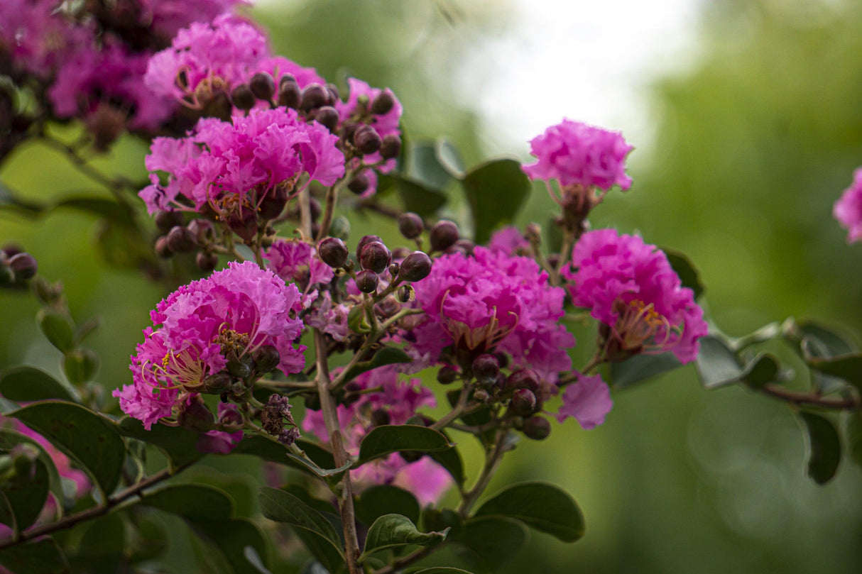 Diamonds in the Dark Shell Pink Crepe Myrtle - Lagerstroemia 'Diamonds in the Dark Shell Pink' - Brisbane Plant Nursery