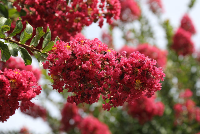 Enduring Summer Red Crepe Myrtle - Lagerstroemia 'Enduring Summer Red' - Brisbane Plant Nursery