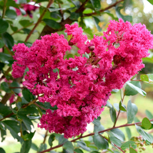 Miami Crepe Myrtle