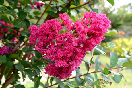 Miami Crepe Myrtle - Lagerstroemia 'Miami' - Brisbane Plant Nursery