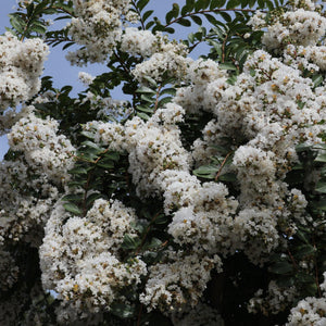 White Crepe Myrtle