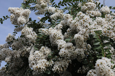 White Crepe Myrtle - Lagerstroemia 'Natchez' - Brisbane Plant Nursery