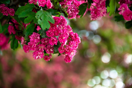 Tonto Crepe Myrtle - Lagerstroemia 'Tonto' - Brisbane Plant Nursery