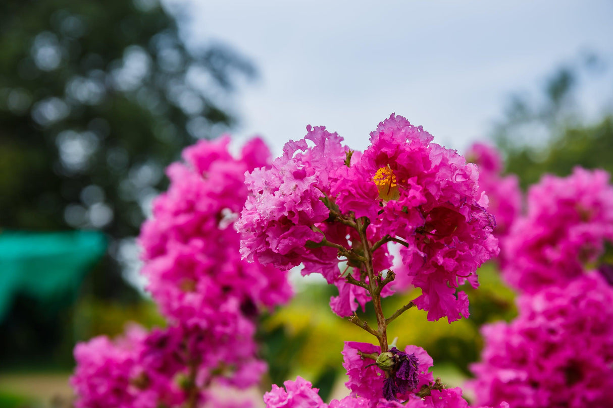 Tuscarora Crepe Myrtle - Lagerstroemia 'Tuscarora' - Brisbane Plant Nursery