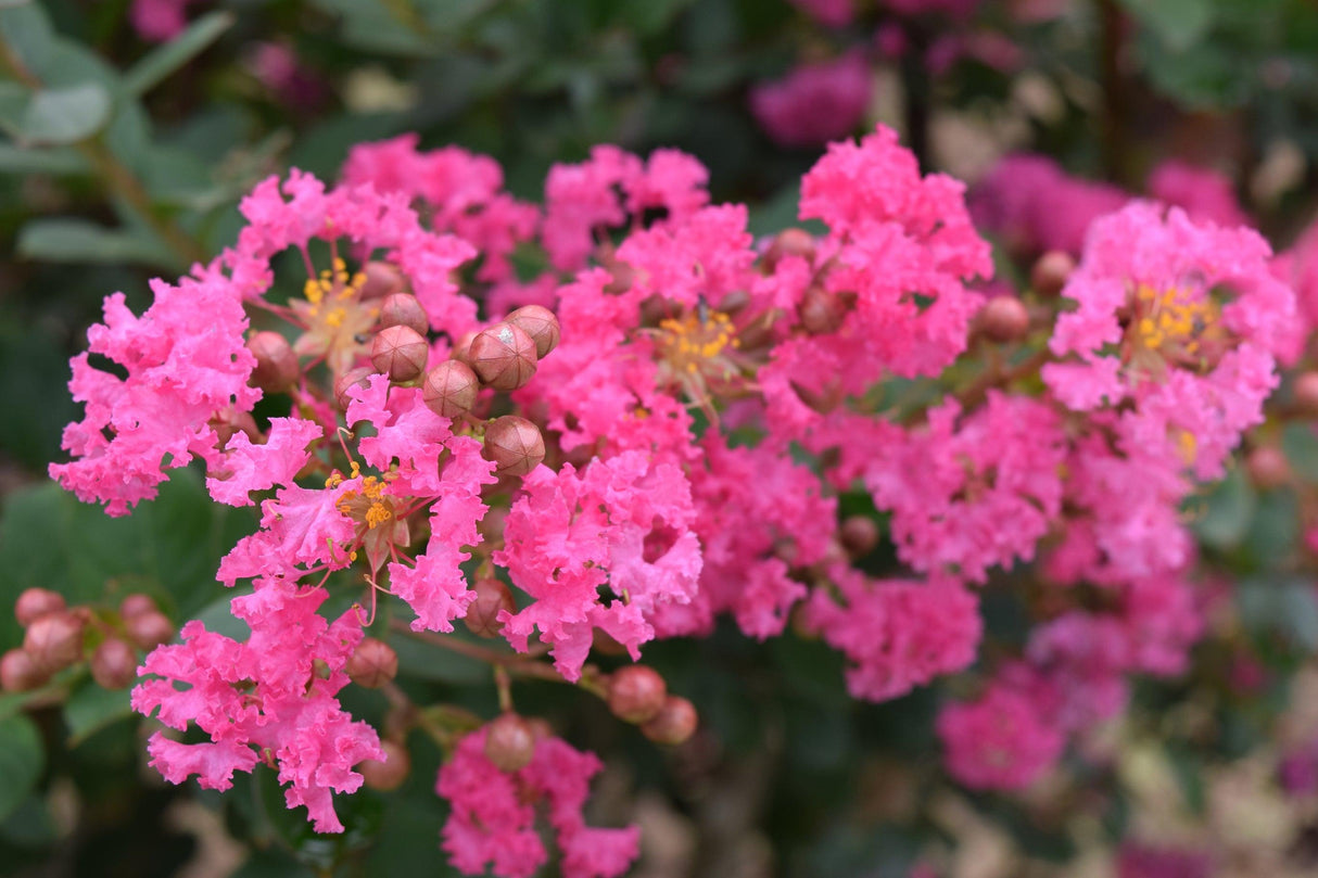 Pink Crepe Myrtle - Lagerstroemia 'Zuni' - Brisbane Plant Nursery