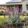 Lancelot Canary Island Sage