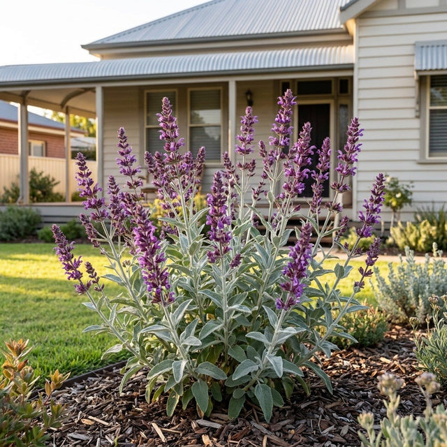 Lancelot Canary Island Sage