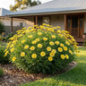 Large Yellow Marguerite