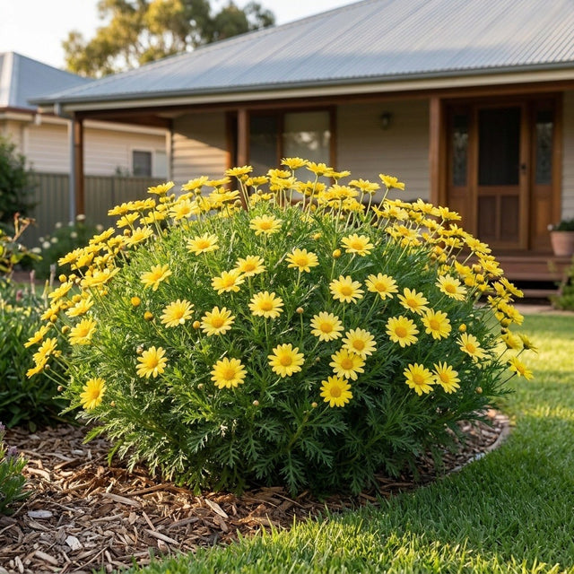 Marguerite (Argyranthemum frutescens)