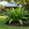 Lasagna Bird's Nest Fern