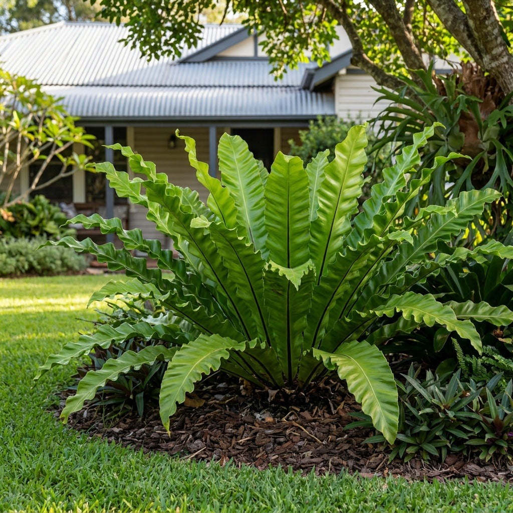 Bird's Nest Fern (Asplenium nidus)