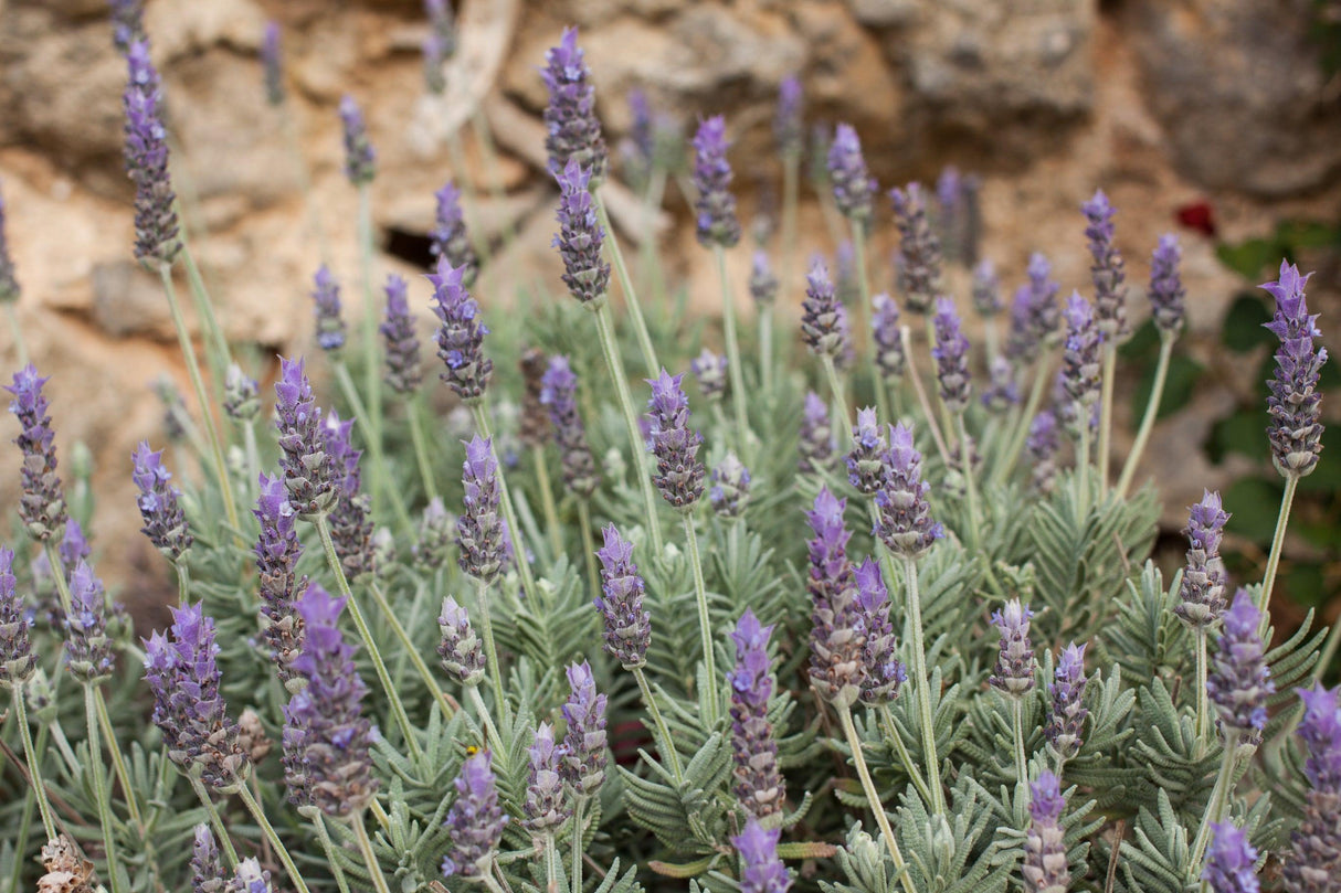 French Lavender - Lavandula dentata - Brisbane Plant Nursery