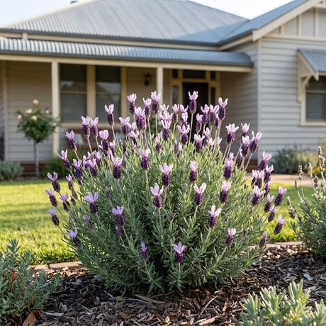 Lavender Lace French Lavender