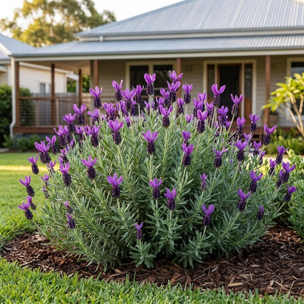 Lavender Ladiva Papillon Purple - Lavandula 'Ladiva Papillon Purple'
