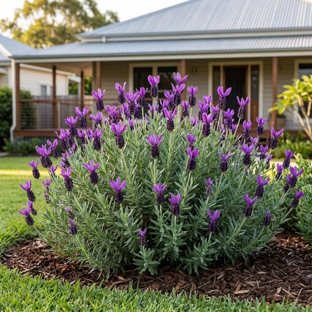 Lavender Ladiva Papillon Purple - Lavandula 'Ladiva Papillon Purple'