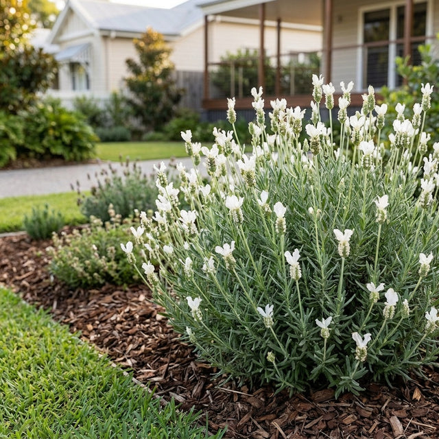 Lavender Ladiva Papillon White - Lavandula 'Ladiva Papillon White'
