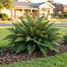 Leatherleaf Fern