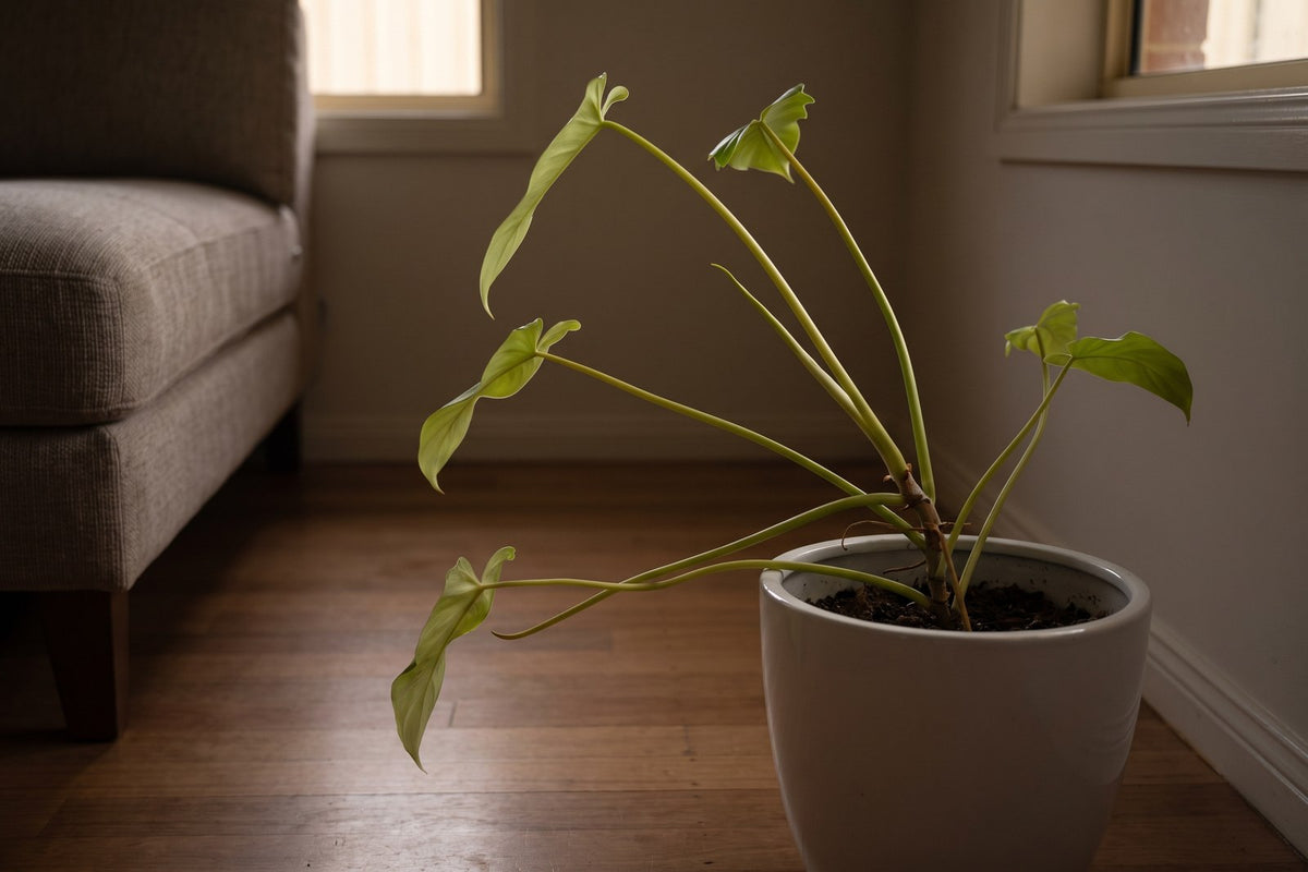 Leggy Imperial Green philodendron leaning toward a distant window in a dim corner of a room