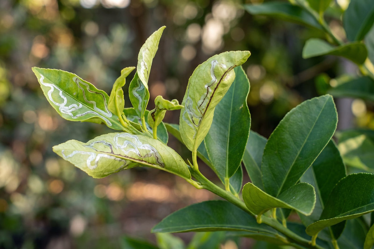 Lemon tree new leaves curled with silvery trails from citrus leaf miner