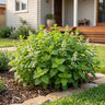 Lemzest™ Lemon Balm